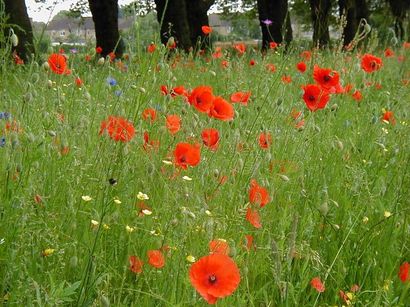 Poppies