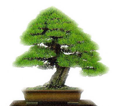 bonsai