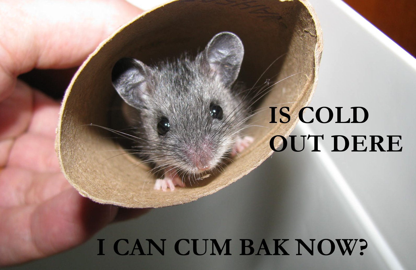 Cold Mouse