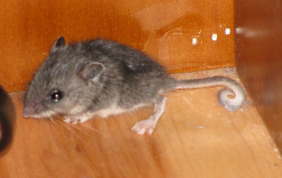 What’s that crawling up my leg? Ragged Clown