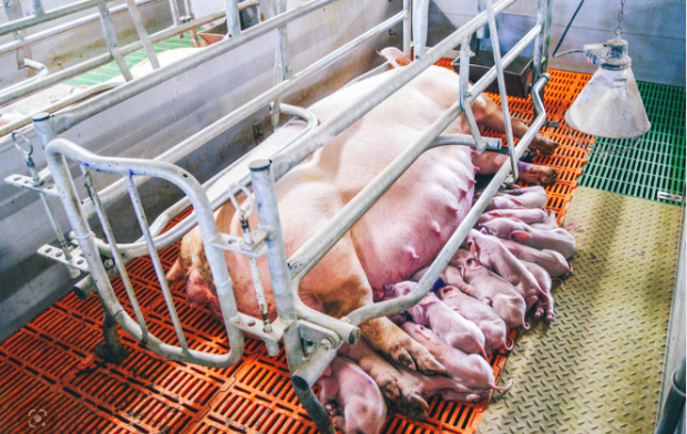 Farrowing crates prevent the sows from turning around.