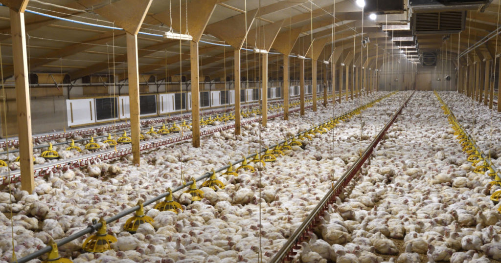 Factory-farmed chickens